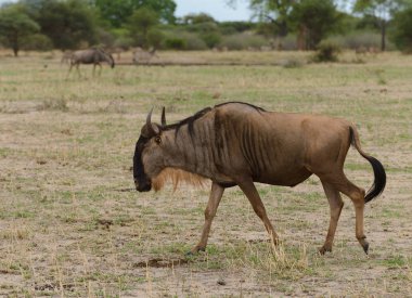 Wildebeest closeup (bilimsel adı: Connochaetes taurinus ya da Swaheli 