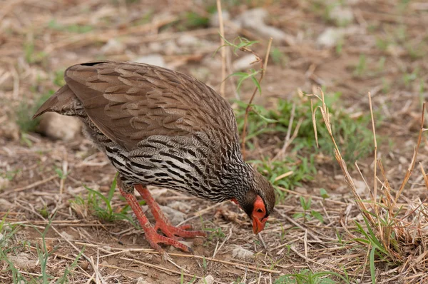 Red Necked Spurfowl Red Necked Froncolin Pternistis Afer Froncolinuus Afer — Stock Photo, Image
