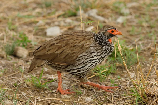 Polowanie Jedzonka Parku Narodowym Tarangire Pternistis Afer Lub Froncolinuus Afer — Zdjęcie stockowe