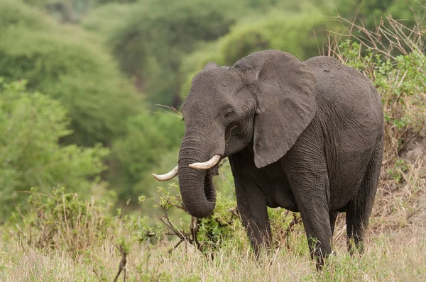 Zbliżenie Słoń Afrykański Nazwa Naukowa Loxodonta Africana Lub Tembo Swaheli — Zdjęcie stockowe