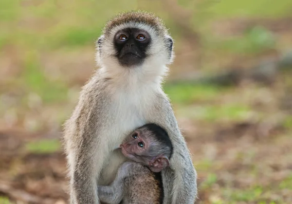 尾猴与婴儿哺乳 科学名称 Cercopthecus Aethiops Tumbiili Swaheli 塔兰吉雷国家公园在坦桑尼亚 — 图库照片