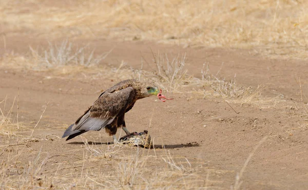 Aigle Fauve Aquila Rapax Mangeant Une Tortue Qui Été Tuée — Photo