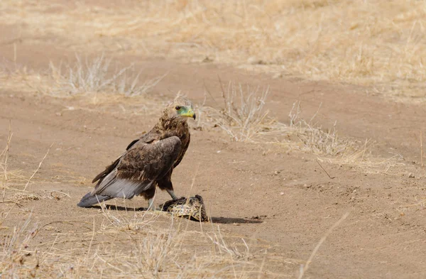 Tawny Eagle Aquila Rapax Comiendo Una Tortuga Que Sido Asesinada — Foto de Stock