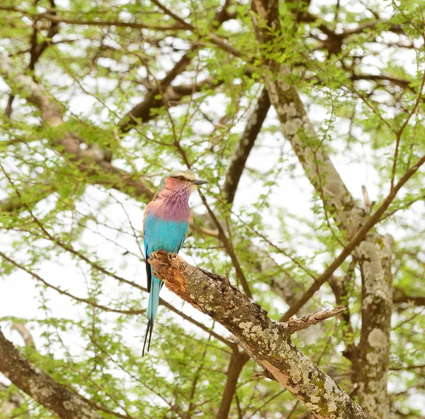 Coracias 美丽的非洲鸟 — 图库照片