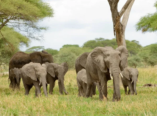 アフリカゾウの閉鎖 Loxodonta Africana スワヒリ語で テンボ タンザニアのタランジェ国立公園にあるサファリで撮影された画像 — ストック写真