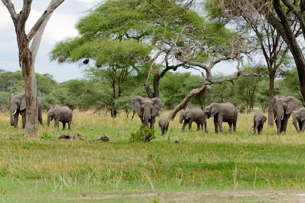 아프리카 코끼리 과학적인 Loxodonta Tembo Swaheli 사파리에서 이미지 Tarangire 탄자니아에 — 스톡 사진