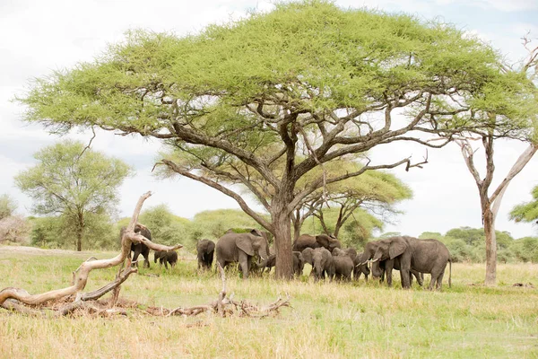 Familia Del Elefante Africano Nombre Científico Loxodonta Africana Tembo Swaheli — Foto de Stock