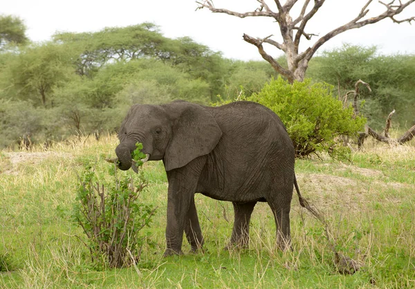 Gros Plan Éléphant Afrique Nom Scientifique Loxodonta Africana Tembo Swaheli — Photo