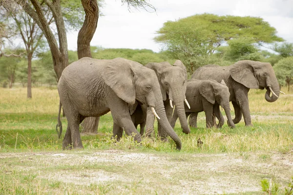 Szekrény Afrikai Elefánt Tudományos Név Loxodonta Africana Vagy Tembo Swaheli — Stock Fotó