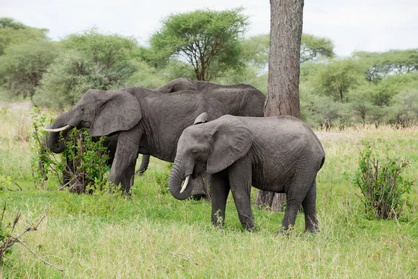 アフリカ象の家族グループ アフリカゾウ または Swaheli タランギーレ国立公園タンザニアのサファリで撮影した画像 — ストック写真
