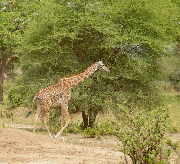 Masai Zürafa Bilimsel Adı Zürafa Zürafa Tippelskirchi Swaheli Twiga Tarangire — Stok fotoğraf