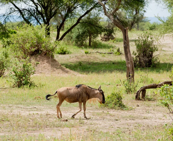 Esecuzione Wildebeest Nome Scientifico Connochaetes Taurinus Nyumbu Swaheli Immagine Scattata — Foto Stock