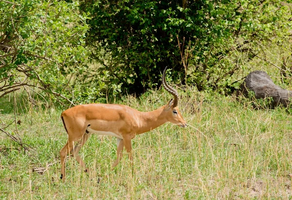 Primer Plano Impala Nombre Científico Aepyceros Melampus Swala Pala Swaheli —  Fotos de Stock