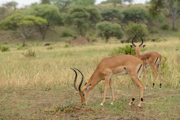 Impala Nın Bilimsel Adı Aepyceros Melampus Veya Swaheli Dilinde Swala — Stok fotoğraf