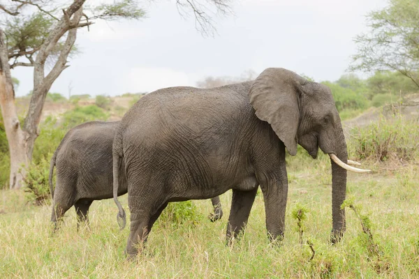 Zbliżenie Słonia Afrykańskiego Nazwa Naukowa Loxodonta Africana Lub Tembo Suaheli — Zdjęcie stockowe