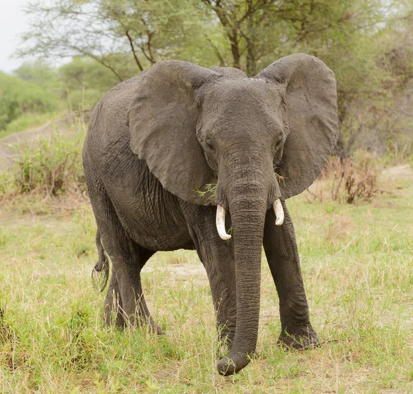 Zbliżenie Słonia Afrykańskiego Nazwa Naukowa Loxodonta Africana Lub Tembo Suaheli — Zdjęcie stockowe