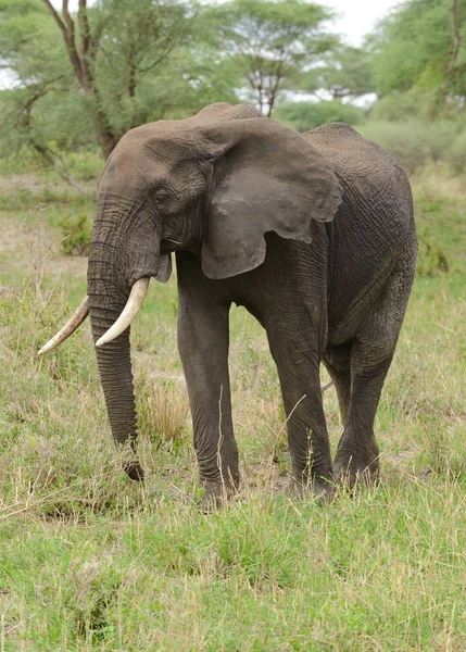Zbliżenie Słonia Afrykańskiego Nazwa Naukowa Loxodonta Africana Lub Tembo Suaheli — Zdjęcie stockowe
