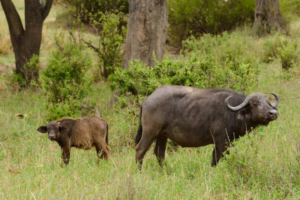 Búfalo Vaca Ternera Nombre Científico Syncerus Caffer Nyati Mbogo Swaheli — Foto de Stock