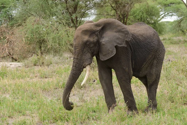 Zbliżenie Słonia Afrykańskiego Nazwa Naukowa Loxodonta Africana Lub Tembo Suaheli — Zdjęcie stockowe