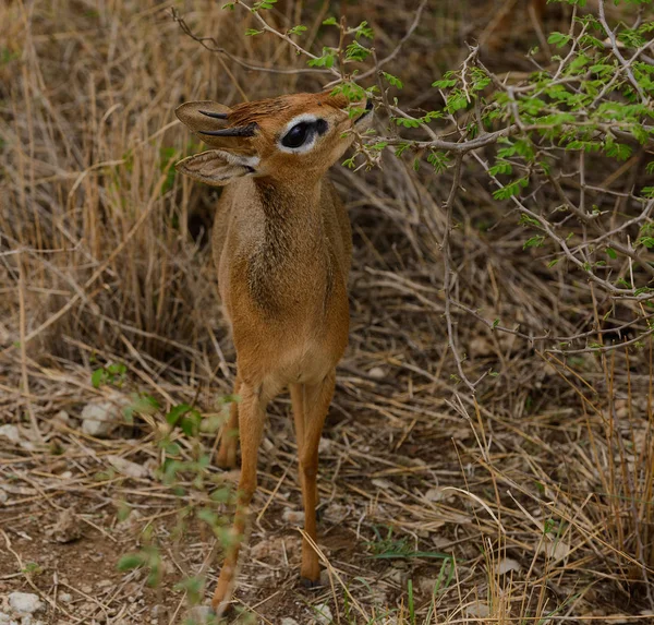 Närbild Kirks Dik Dik Vetenskapligt Namn Madoqua Eller Dikidiki Swaheli — Stockfoto