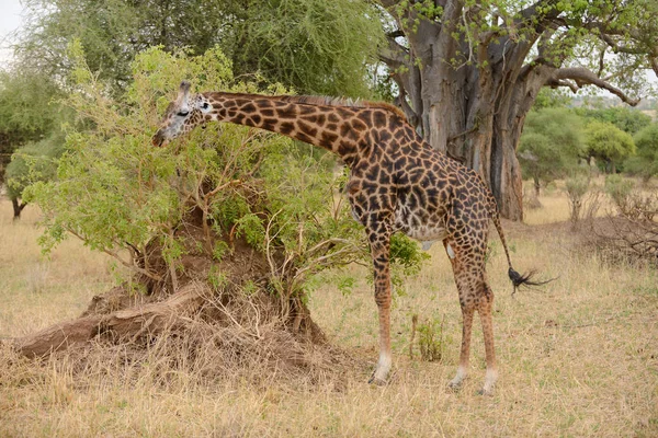 マサイ族のキリン キリン属きりん座 Tippelskirchi または Swaheli トゥイガ タランギーレ国立公園 タンザニアのサファリで撮影した画像があります — ストック写真