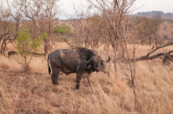 Close Buffalo Nome Científico Syncerus Caffer Nyati Mbogo Swaheli Imagem — Fotografia de Stock