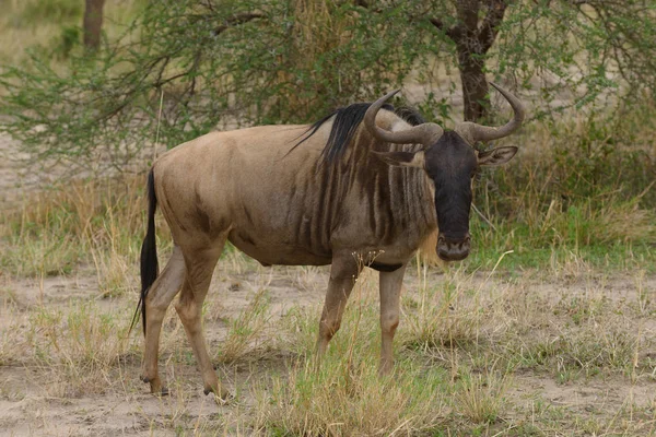 Closeup Wildebeest Scientific Name Connochaetes Taurinus Nyumbu Swaheli Image Taken Royalty Free Stock Images