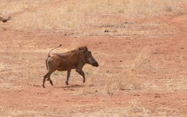 Closeup Warthog (bilimsel adı: Phacochoerus aethiopicus, ya da Swaheli 