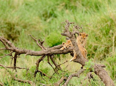 Bir aslan yavrularını ağaca (Panthera leo veya Swaheli 