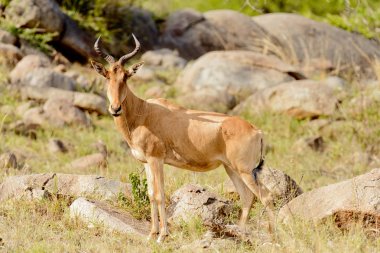 Coke closeup Hartebeest (bilimsel adı: Connochaetes taurinus ya da Swaheli 