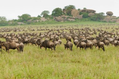 Bir aslan yavrularını ağaca (Panthera leo veya Swaheli 