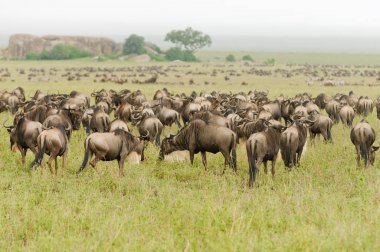 Wildebeest göç (bilimsel adı: Connochaetes taurinus ya da Swaheli 