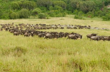 Wildebeest göç (bilimsel adı: Connochaetes taurinus ya da Swaheli 