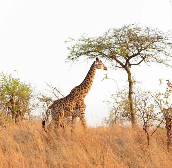 Close Van Masai Giraffe Wetenschappelijke Naam Giraffa Camelopardalis Tippelskirchi Twiga — Stockfoto