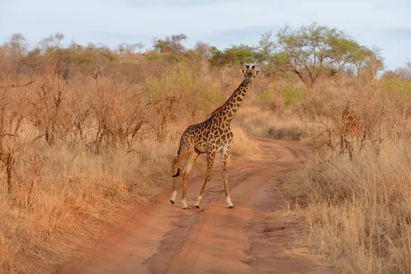 Gros Plan Girafe Masai Nom Scientifique Giraffa Camelopardalis Tippelskirchi Twiga — Photo