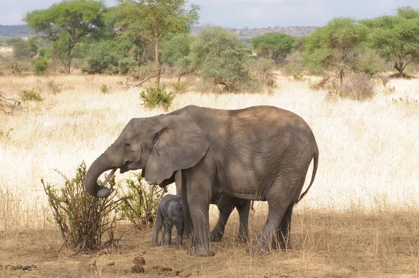 Zbliżenie Słonia Afrykańskiego Nazwa Naukowa Loxodonta Africana Lub Tembo Suaheli — Zdjęcie stockowe