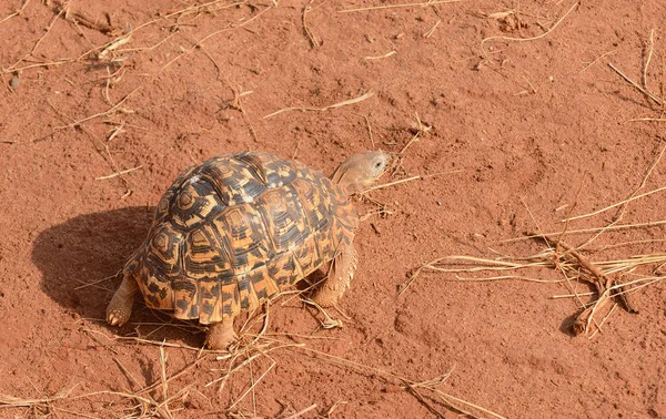 Close Van Leopard Schildpad Wetenschappelijke Naam Testudo Pardalis Mzee Kobe — Stockfoto