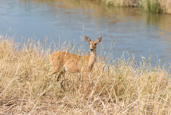 Reedbuck Fêmea Sua Localização Favorita Perto Água Parque Nacional Tarangire — Fotografia de Stock