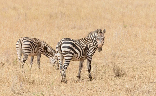 Zbliżenie Burchell Zebra Lub Boehm Zebra Nazwa Naukowa Equus Burchelli — Zdjęcie stockowe