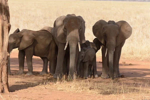 アフリカ象のクローズ アップ アフリカゾウ または Swaheli タランギーレ国立公園タンザニアでいくつかの日陰を取得 — ストック写真