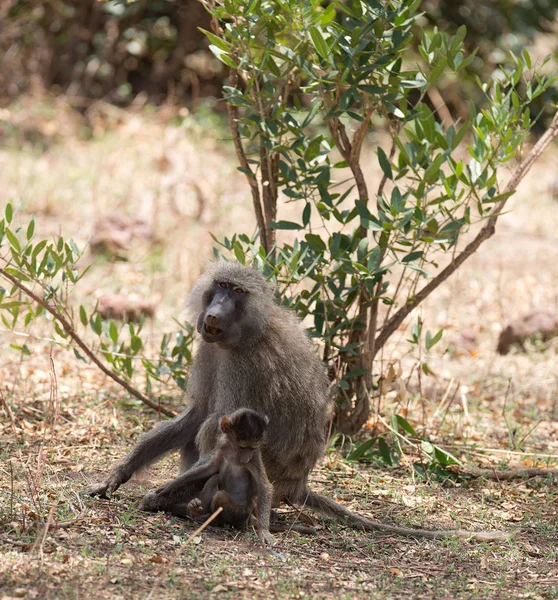 Baboon Oliwek Matka Dzieckiem Nazwa Naukowa Papio Anubis Lub Nyani — Zdjęcie stockowe