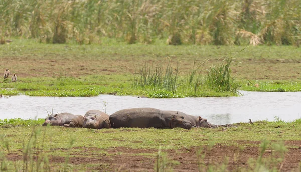 Hippopotame Nom Scientifique Hippopotame Amphibie Kiboko Swaheli Endormi Sur Rive — Photo