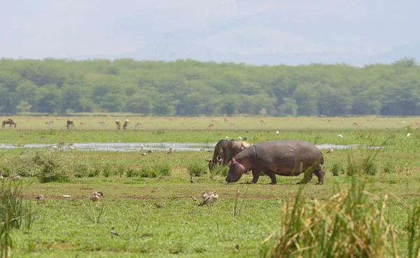 科学名字 Amphibius Kiboko Swaheli 与羚羊放牧在湖曼雅国家公园 坦桑尼亚 — 图库照片