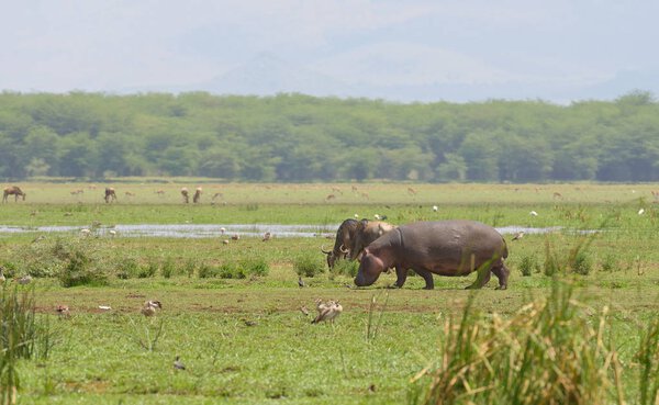 Hippopotamus (scientific name: Hippopotamus amphibius, or "Kiboko" in Swaheli) with wildebeest grazing in the Lake Manyara National park, Tanzania