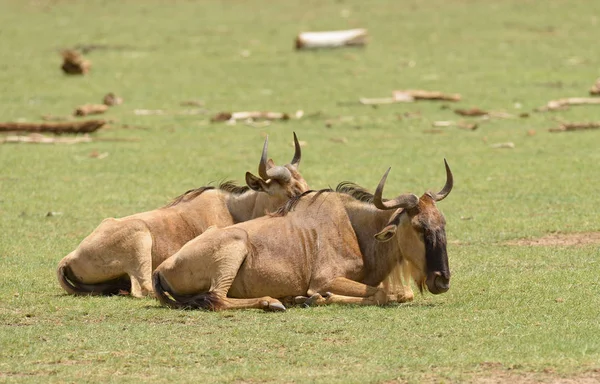 Coppia Wildebeest Nome Scientifico Connochaetes Taurinus Nyumbu Swaheli Irestin — Foto Stock