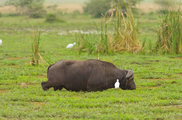 Closeup Buffalo Scientific Name Syncerus Caffer Nyati Mbogo Swaheli Feeding — Stock Photo, Image