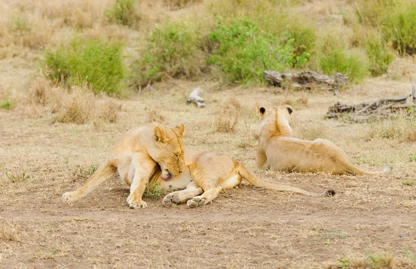 Closeup Lion Pride Scientific Name Panthera Leo Simba Swaheli Serengeti — Stock Photo, Image