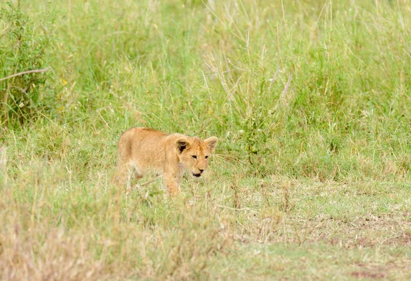 Filhote Leão Esgueirando Sua Mãe Nome Científico Panthera Leo Simba — Fotografia de Stock