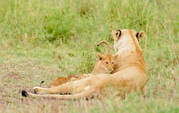 Close Van Een Leeuw Trots Wetenschappelijke Naam Panthera Leo Simba — Stockfoto