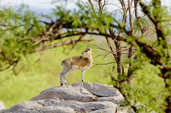 クリップスプリンガー Oreotragus Oreotragus または Swaheli ムブジ タンザニアのセレンゲティ国立公園で — ストック写真